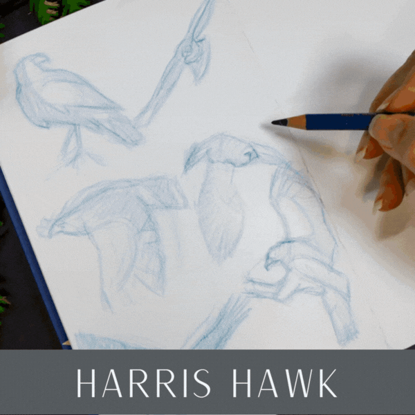 HR Tutorial Harris Hawk.gif