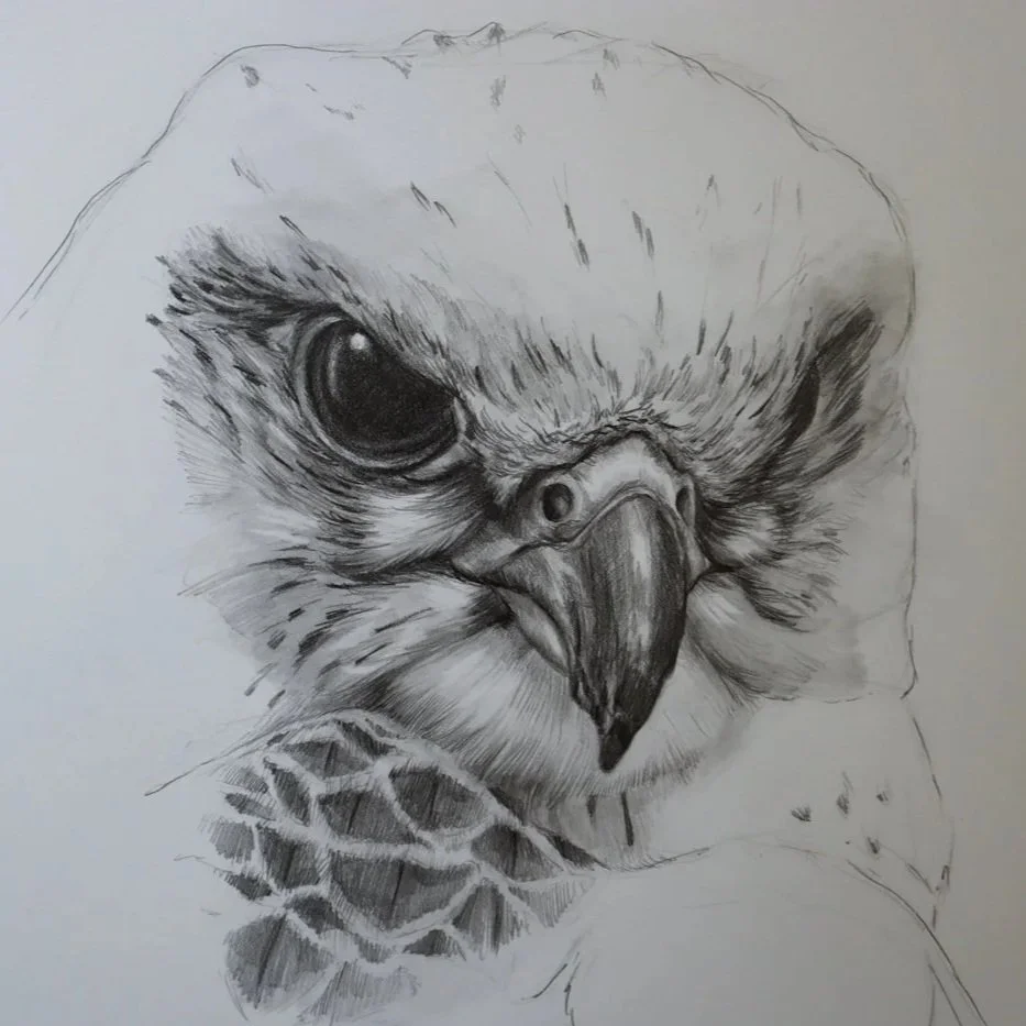 Australian+Artist+Natalie+Eslick+Gyrfalcon-4365.jpg