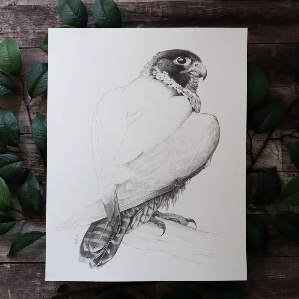 Australian+Artist+Natalie+Eslick+Tasmanian+Peregrine+Falcon-4612.jpg