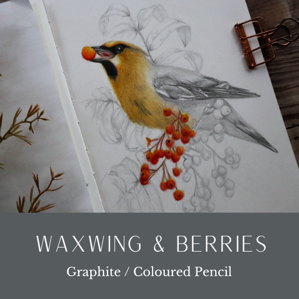 HR Waxwing Berris 1224.png