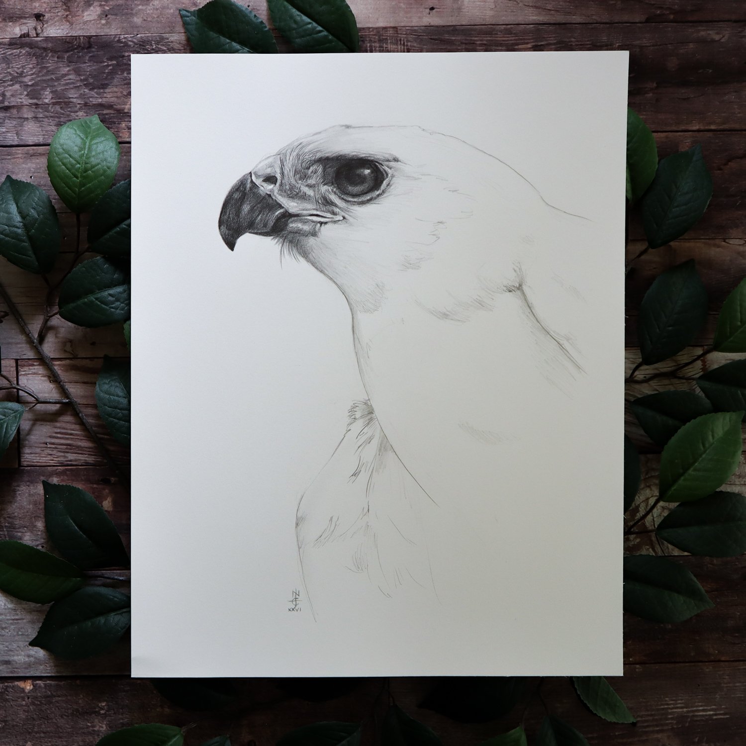 Australian Artist Natalie Eslick Grey Goshawk-4510-2.jpg