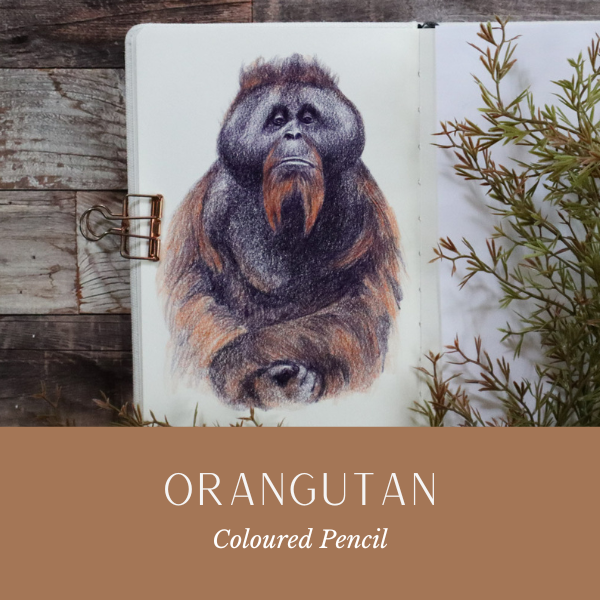 Orangutan.png