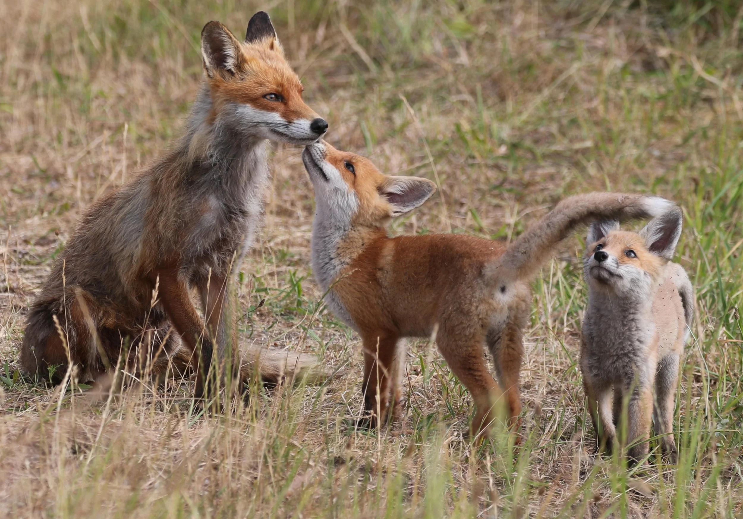 Click to download reference, OR go to https://www.pexels.com/photo/red-foxes-on-grass-field-8537284/