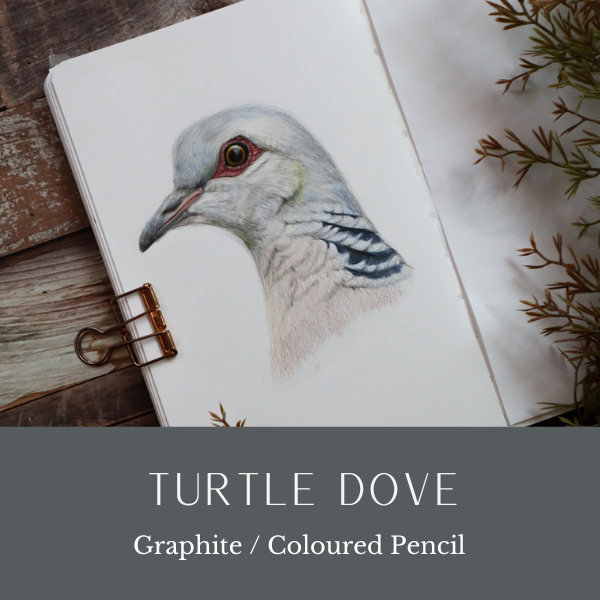 HR Turtle Dove Dec24.png