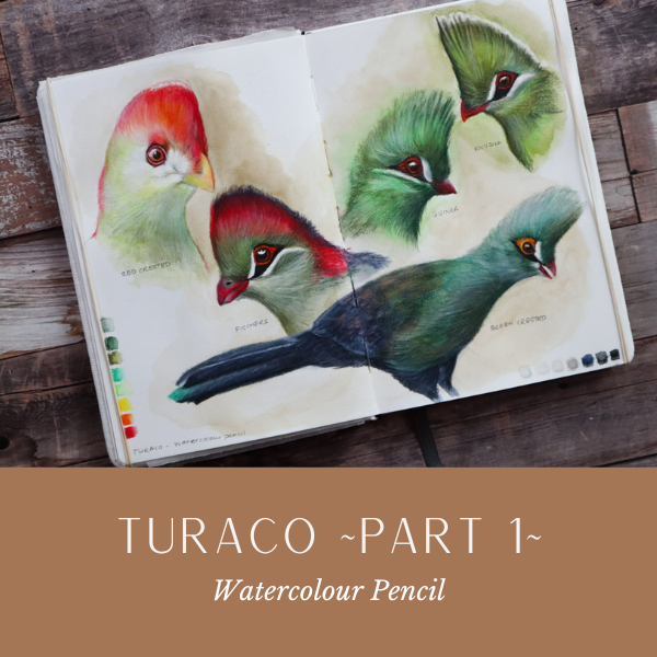 Turaco Pt1.png