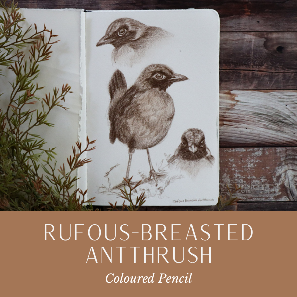 Rufous-breasted antthrush.png