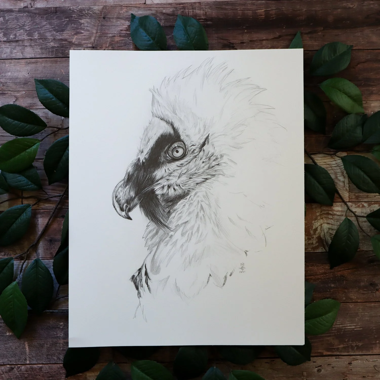 Australian Artist Natalie Eslick Bearded Vulture-4350.jpg