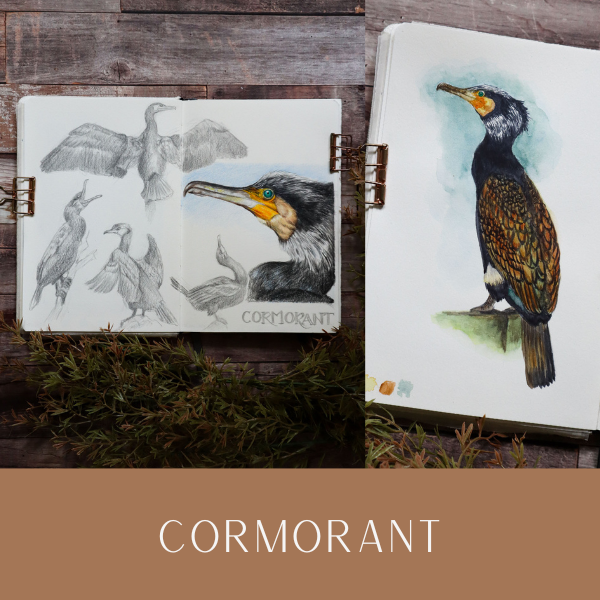 WP Cormorant Nov25.png