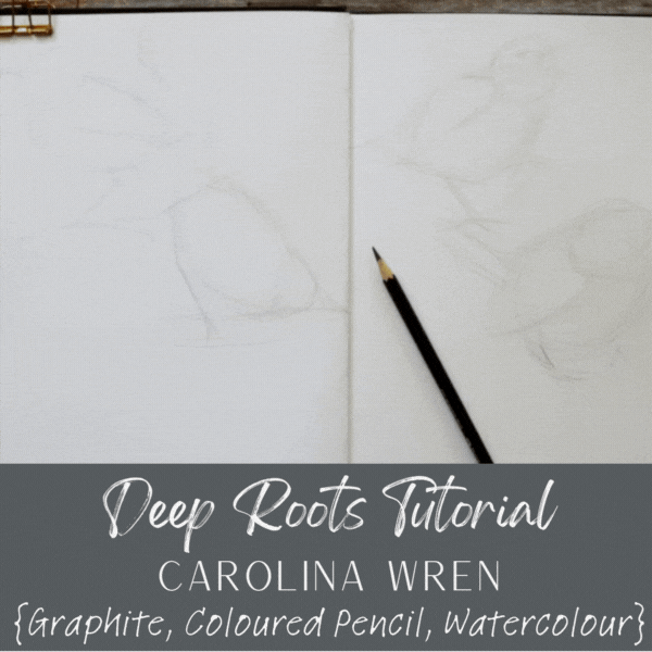 carolina wren wawa2.gif