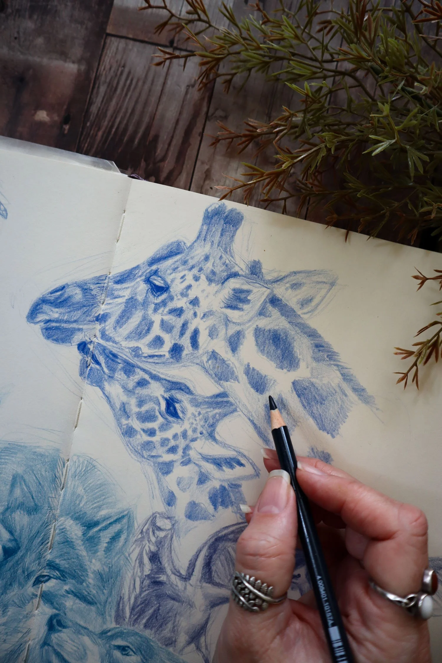 Australian Artist Natalie Eslick wildlife sketchbook -3060.jpg