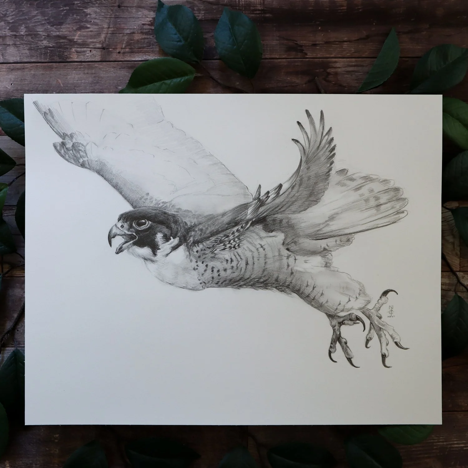 Australian Artist Natalie Eslick Peregrine Falcon-4340.jpg