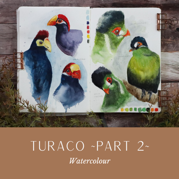 Turaco Pt2.png