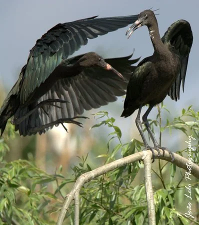 ibis-preta.jpg