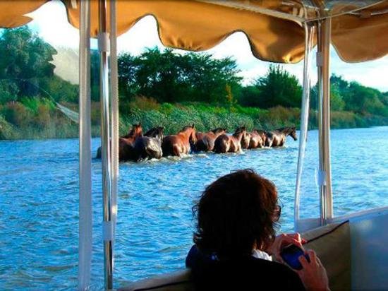 Cavalos Selvagens Rio a Dentro.jpg