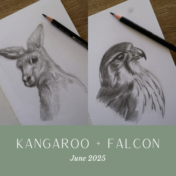 Jun25 Kangaroo Falcon.png