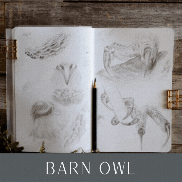 HR-barn-owl-tutorials.gif