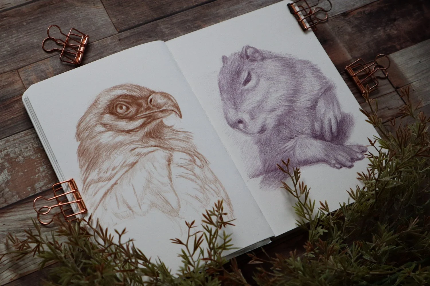 Australian Artist Natalie Eslick drawn wild wildlife sketch-7726.jpg