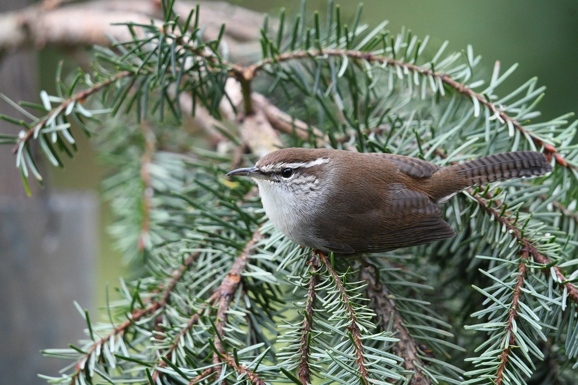 bird-5845198_1920.jpg