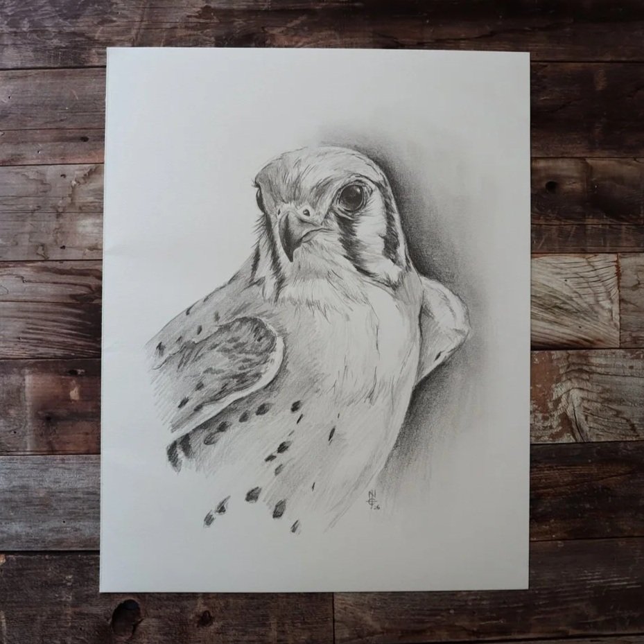 Australian+Artist+Natalie+Eslick+American+Kestrel-4237.jpg