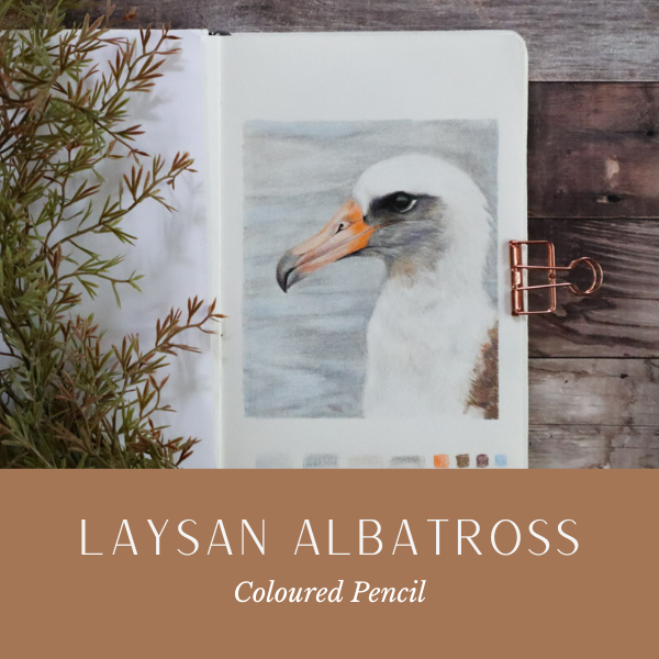Laysan Albatross.png