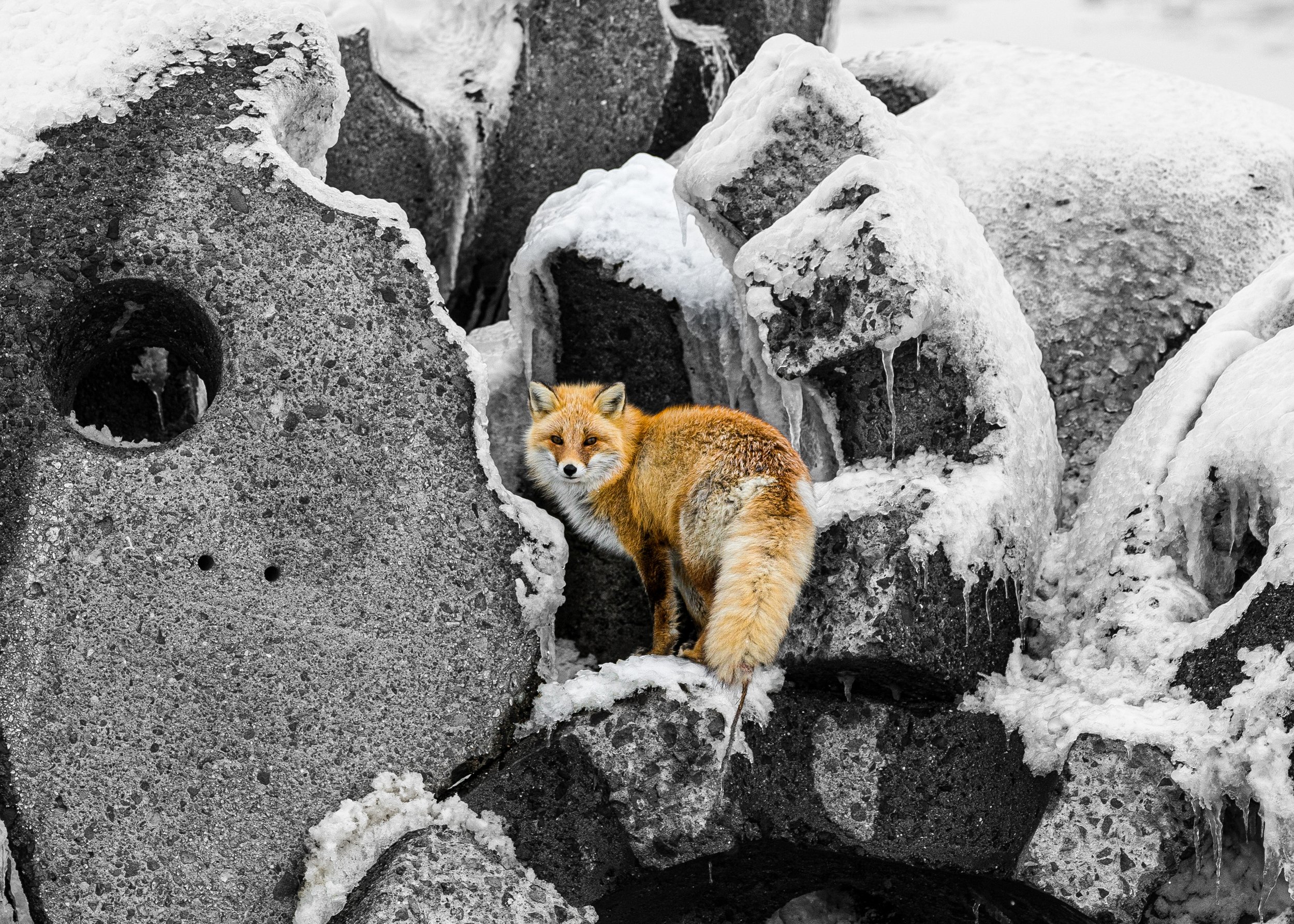 Extra Composition Edit