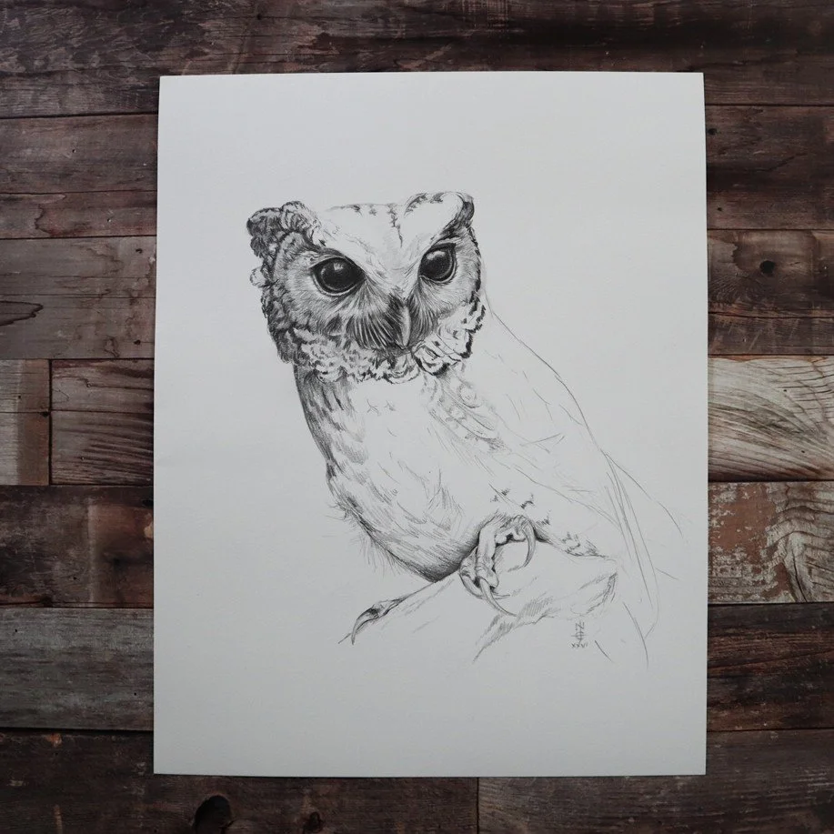 Australian Artist Natalie Eslick Eastern Screech Owl-4420c.jpg