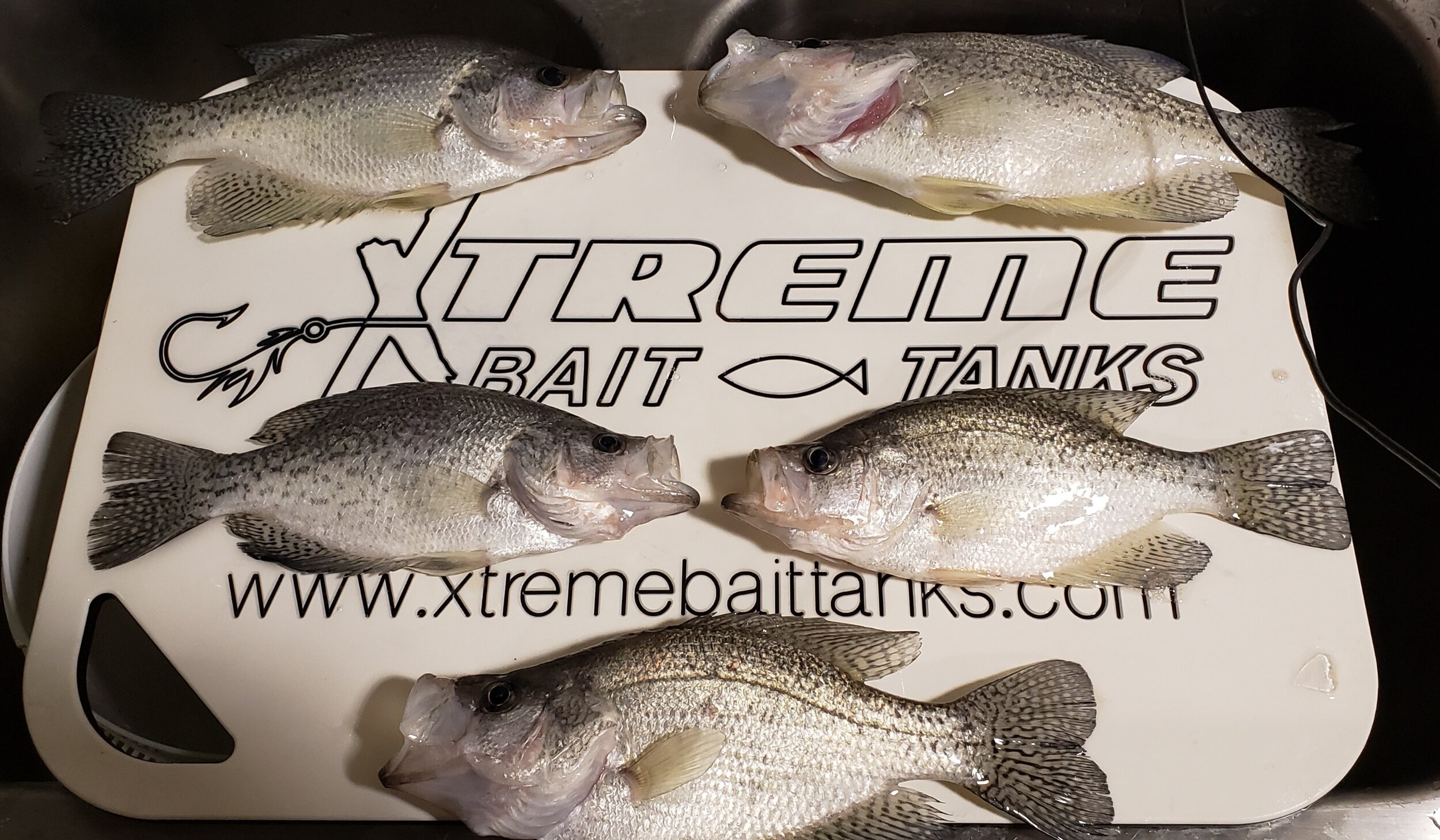 Xtreme Bait