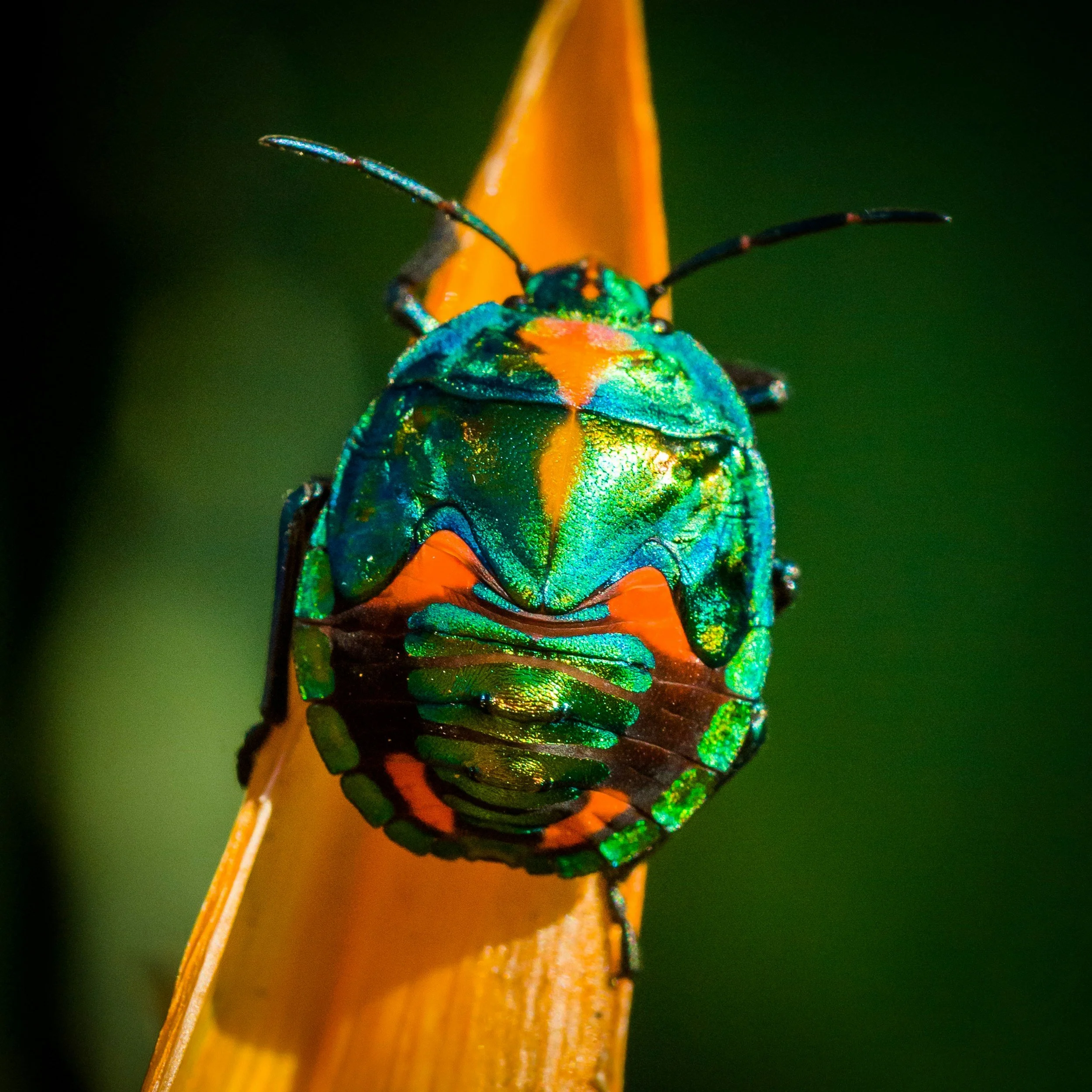The Bug Is the Brief