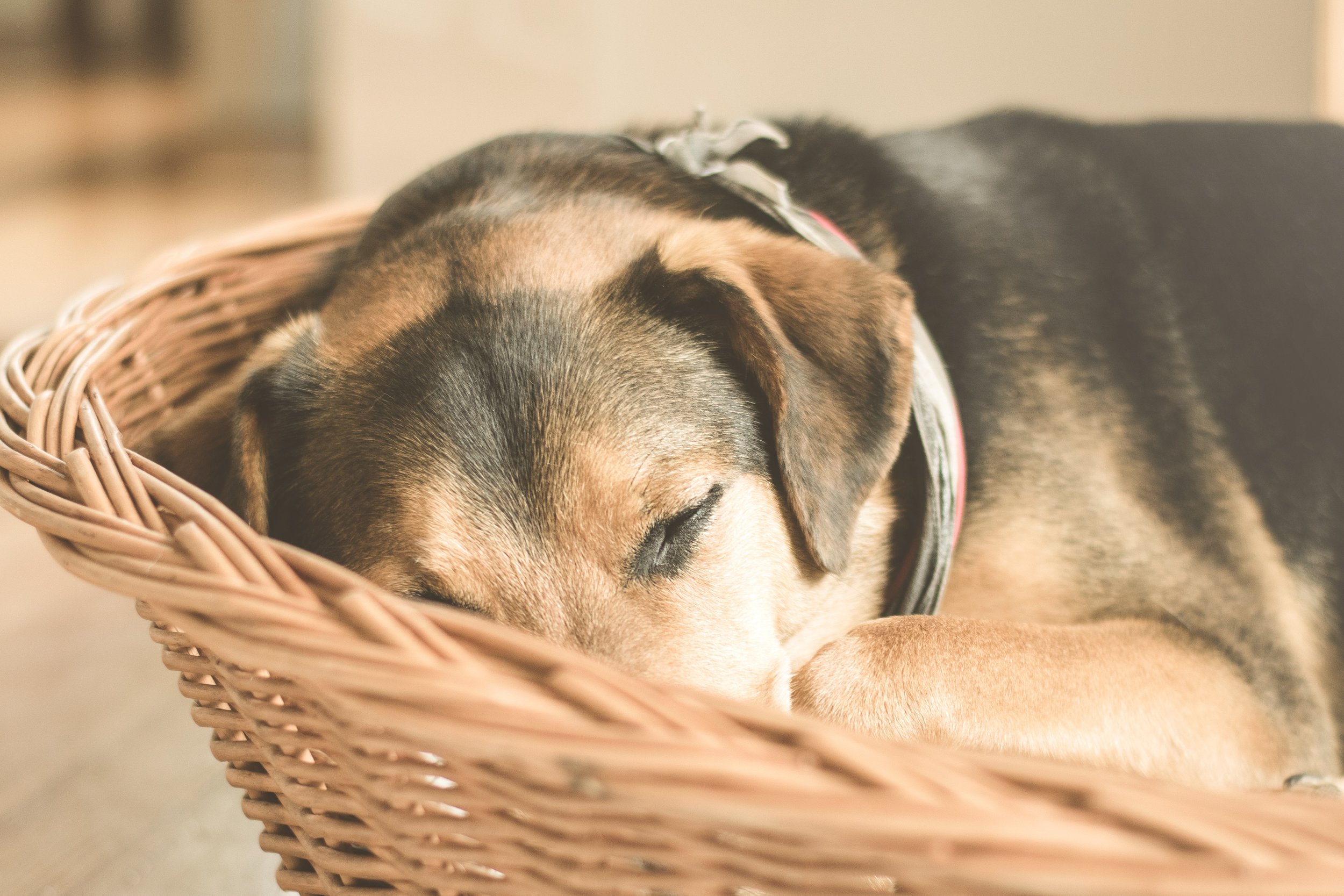 Creating Indoor Spaces for Your Family Pets