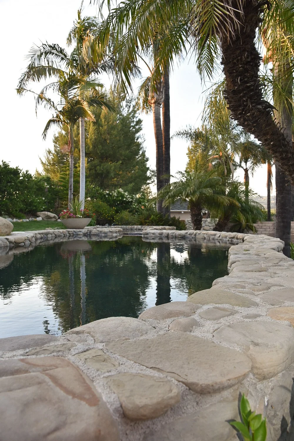 Close view of broad, irregular stone coping following a curved pool beneath palm trees.