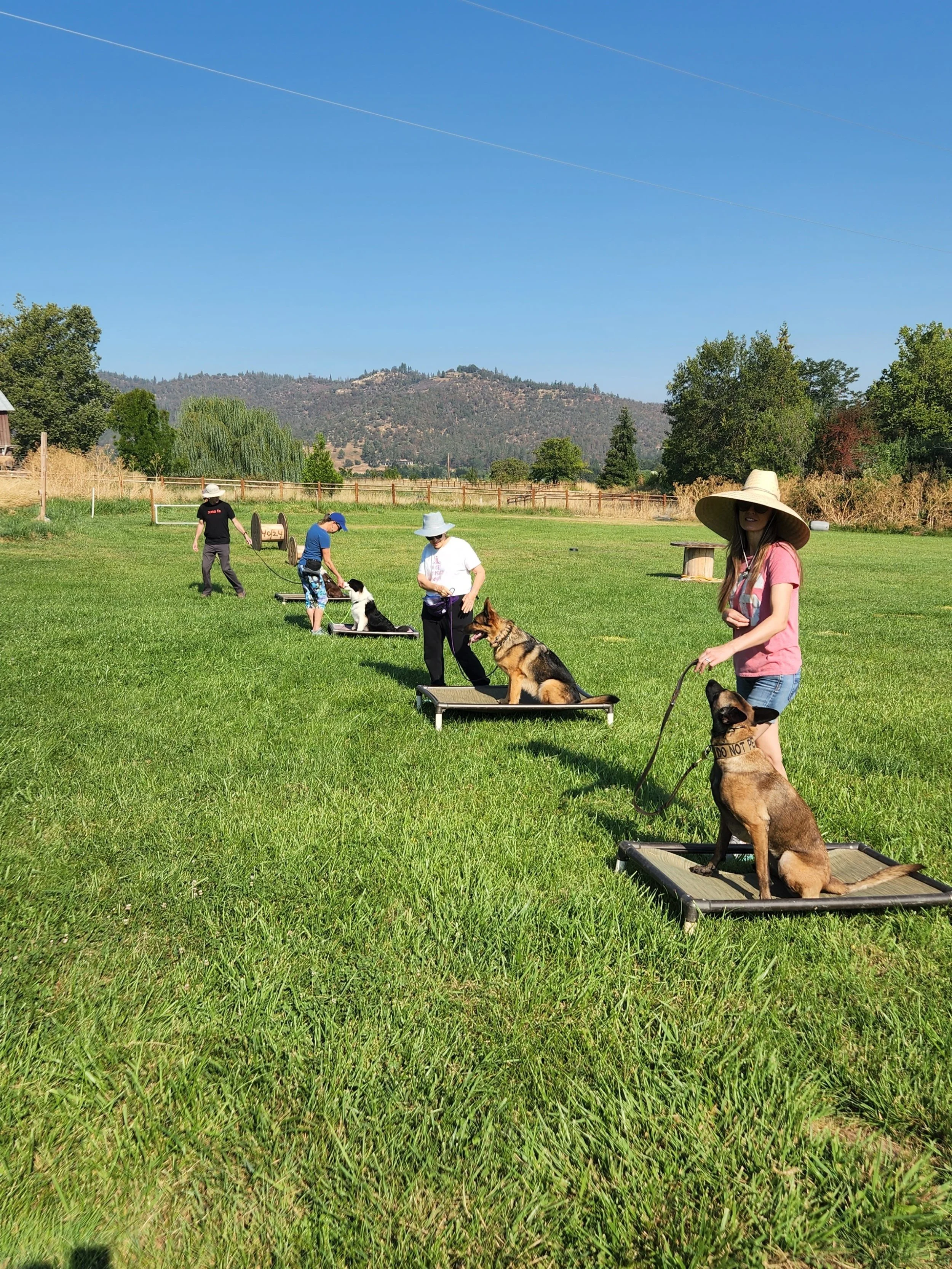 People with dogs participating in a dog training class on a grassy field, with hilly landscape and trees in the background.
