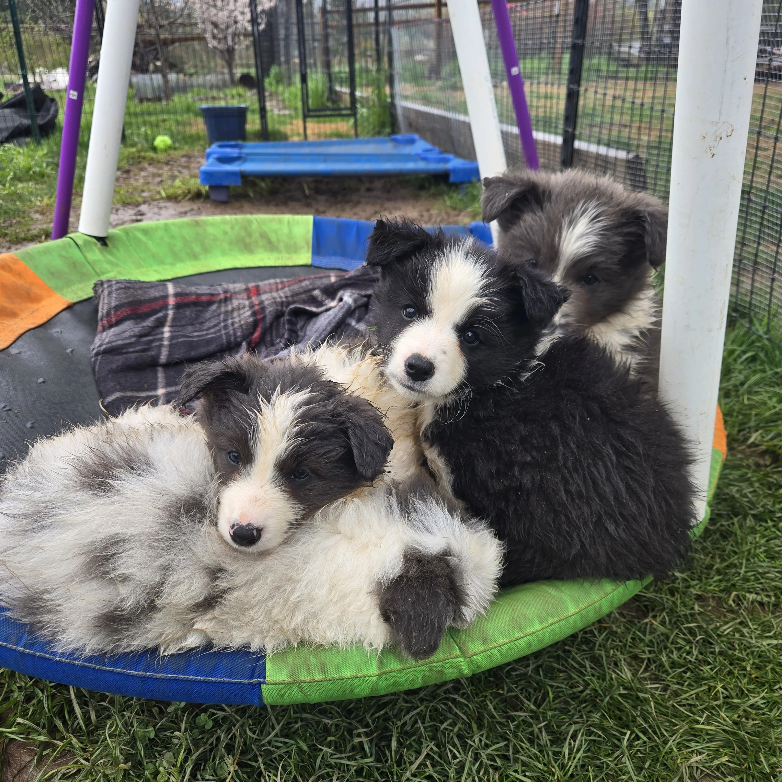 Four adorable black and white puppies resting on a colorful dog bed outdoors in a fenced yard.