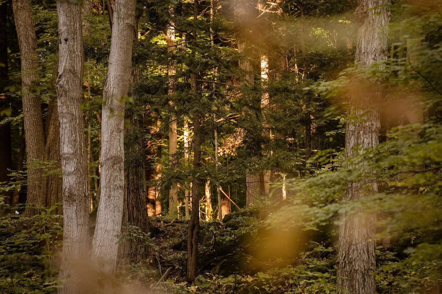 When fall is around and disappears within a blink of an eye, I remind myself that it&rsquo;s important to go outside and take it all in before the snow hits.
I took a hike a few weeks ago after a long day at work because I needed to just sit by the t