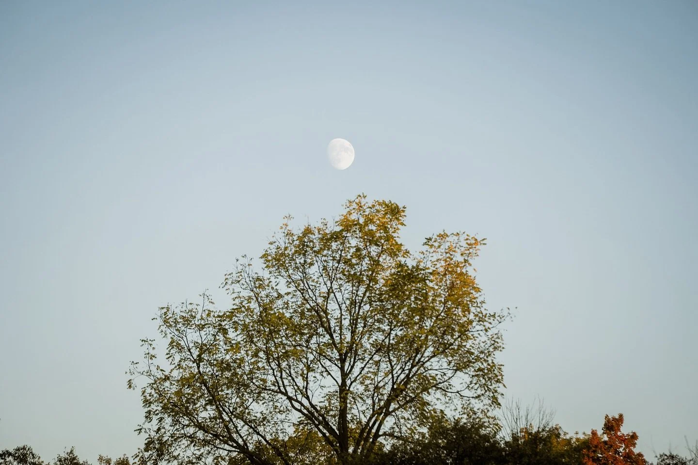 More from my Autumn walk at Dundas loop.

#autumnvibes #autumnweather #fallinlove #nature #naturephotography #landscapephotography #travelphotography