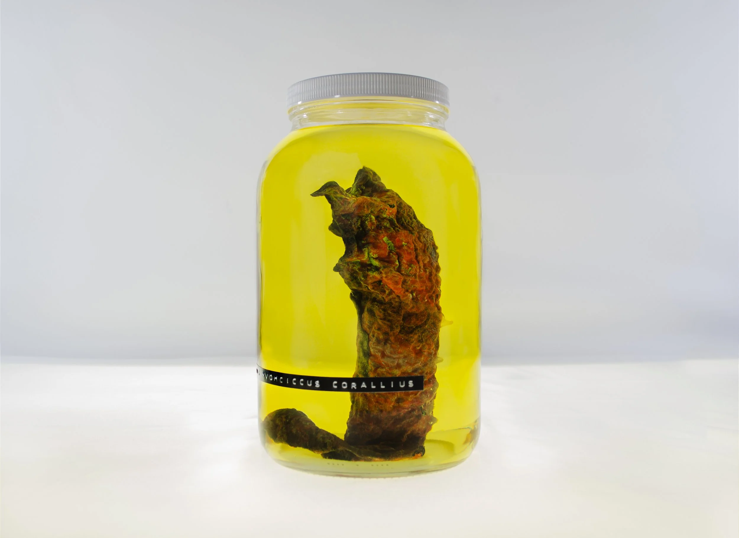 Nimis Mvohciccus Corallius