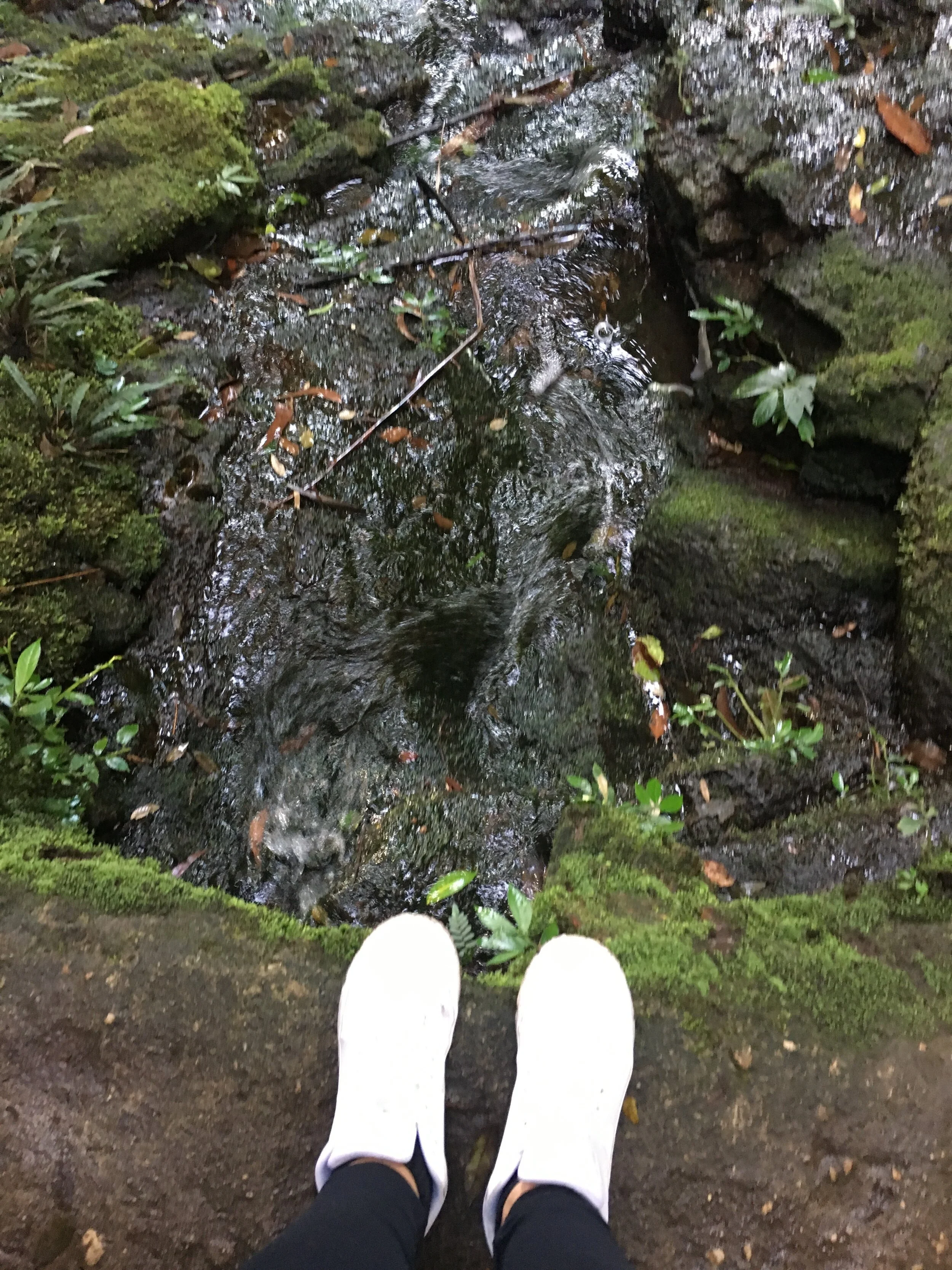 This is my forest walk at Springbrook park, QLD Australia