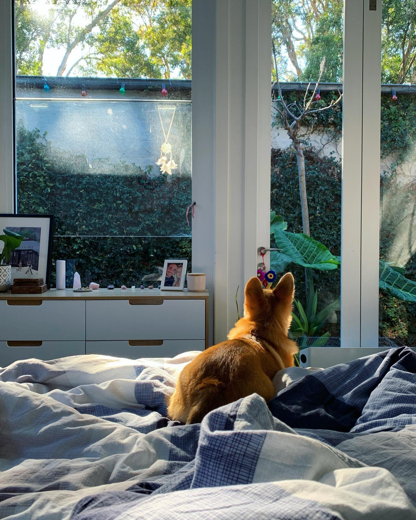 Catching that morning sun ☀️ Could this doggo be more spoilt?! 

#corgisofinstagram #corgis #corgipuppy #corgilife #corgilove