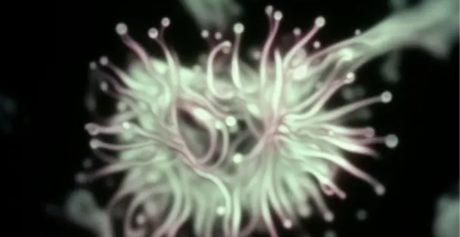Film Festival: Sunsets: Cosmogonies and Ends of World