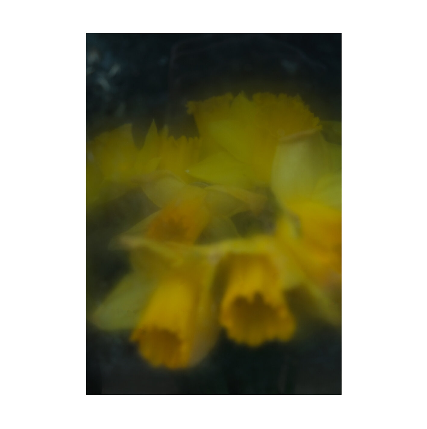 daffs 2.jpg