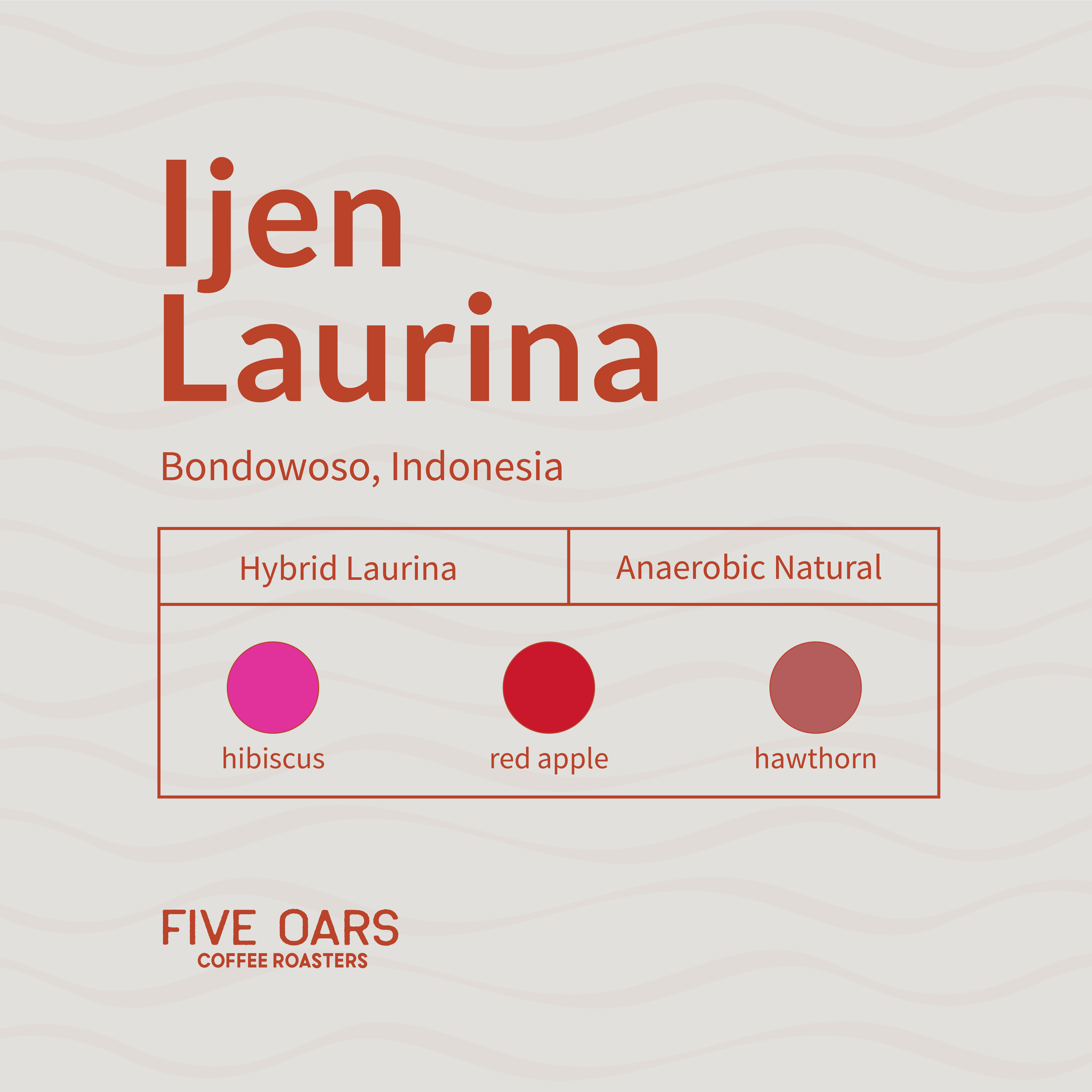 FOCR_Ijen Laurina-01.png