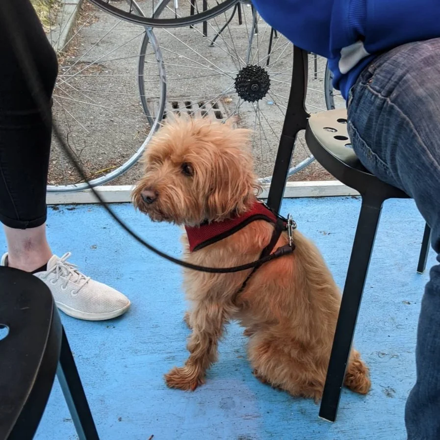 Flying+Bike+-+Dog+Friendly+Taproom.jpg