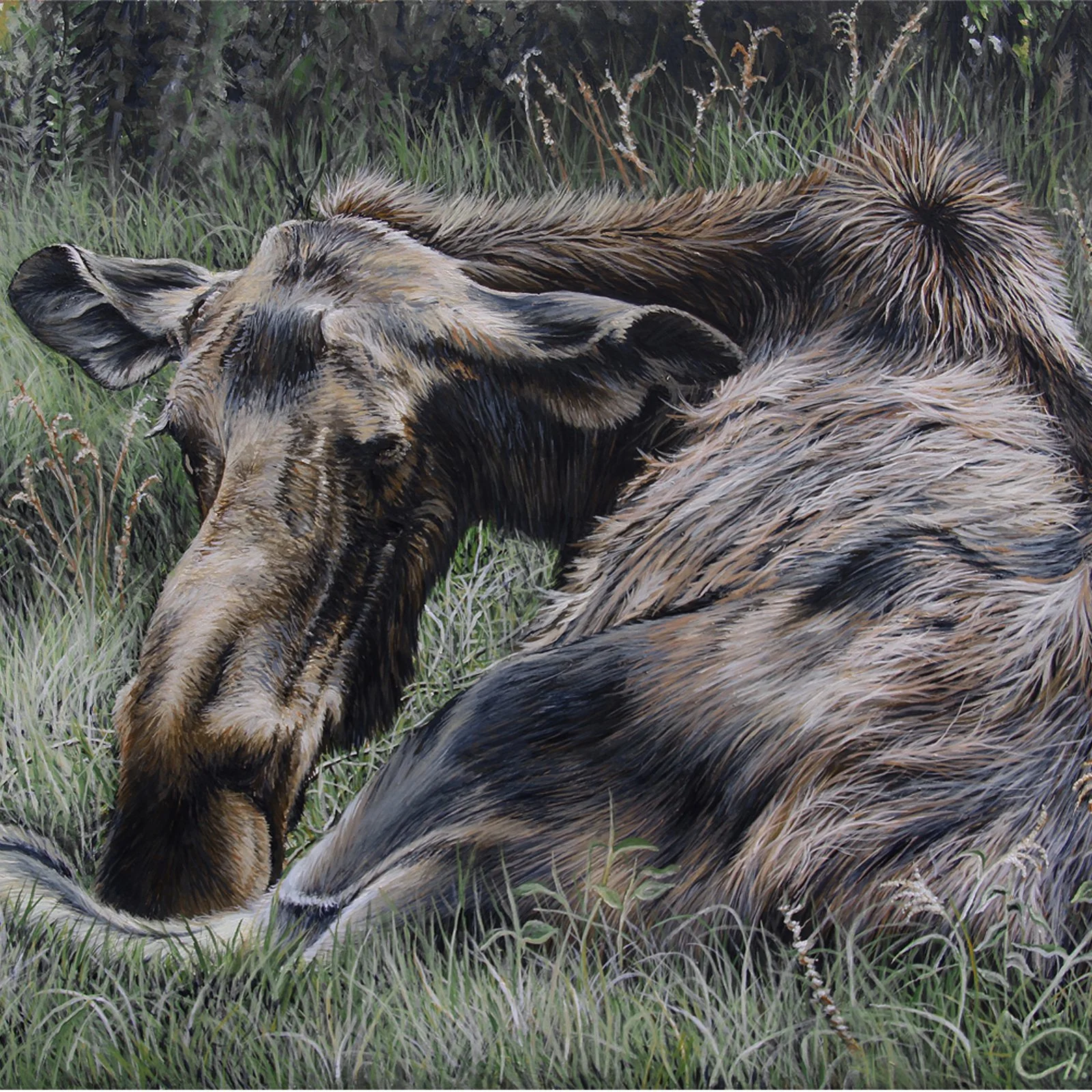 Yearling Sitting at a Threshold - Moose Calf Portrait