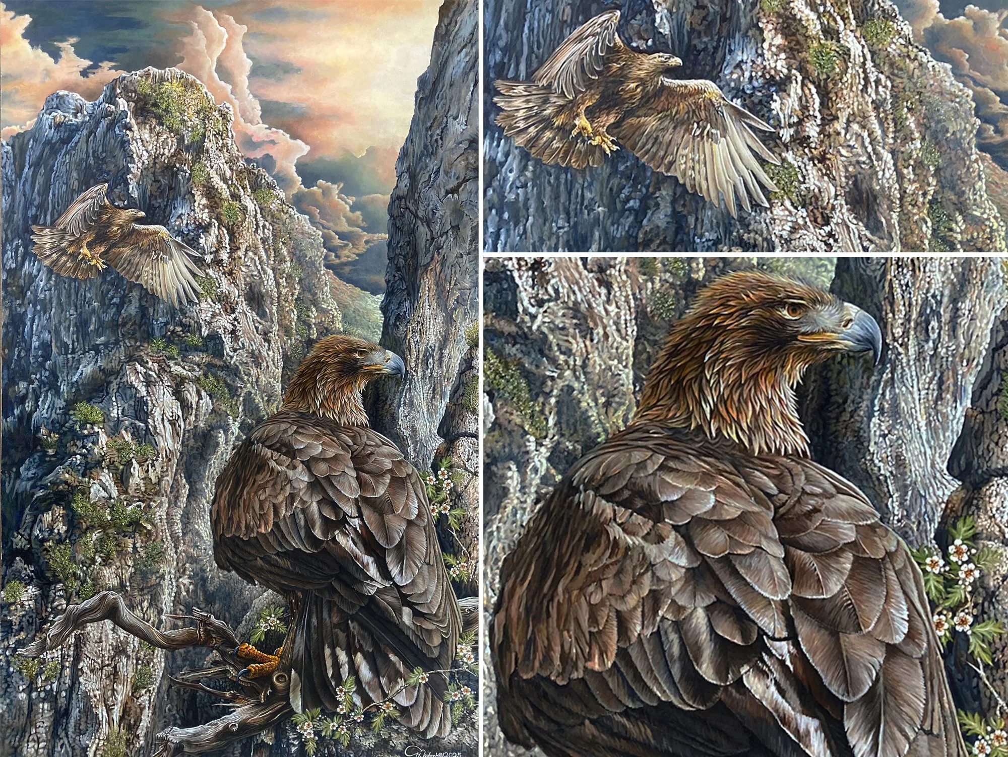 The Golden Eagles of the Albanian Mountain Peaks