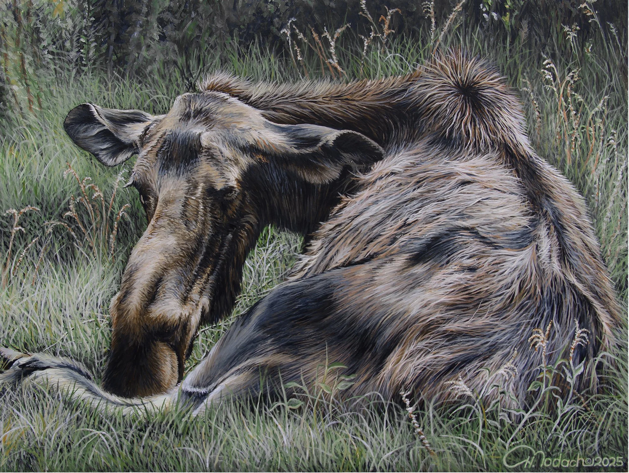 YEARLING SITTING AT A THRESHOLD- MOOSE CALF PORTRAIT