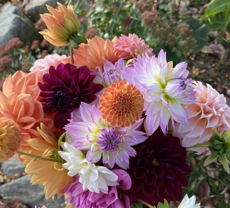 Dahlia Mix Share