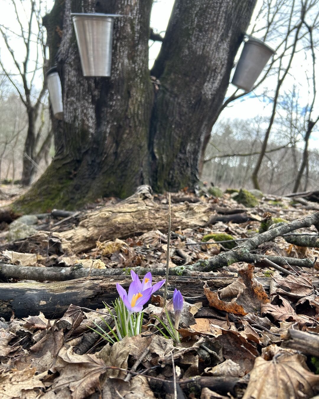 As the maple sugaring season comes to a close, the growing season begins. We will offering our own bottles of maple syrup to the farmers market this year alongside our farm fresh flowers. A sweet combo!