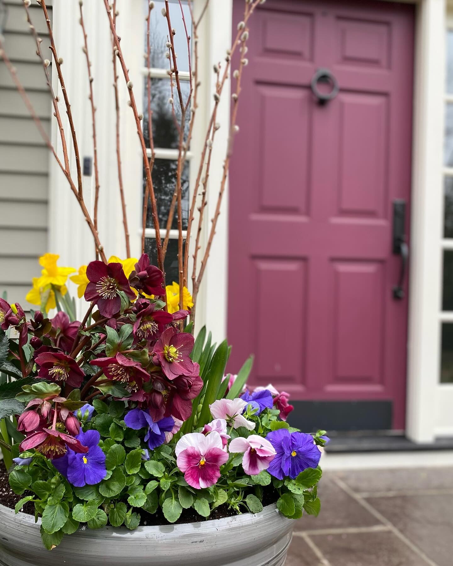 Signs of spring - spring equinox and colorful open houses. Here we added some short term color for an open house. Even though the calendar says spring is here, the night time temperatures are still concerning for most plants. It&rsquo;s a little earl