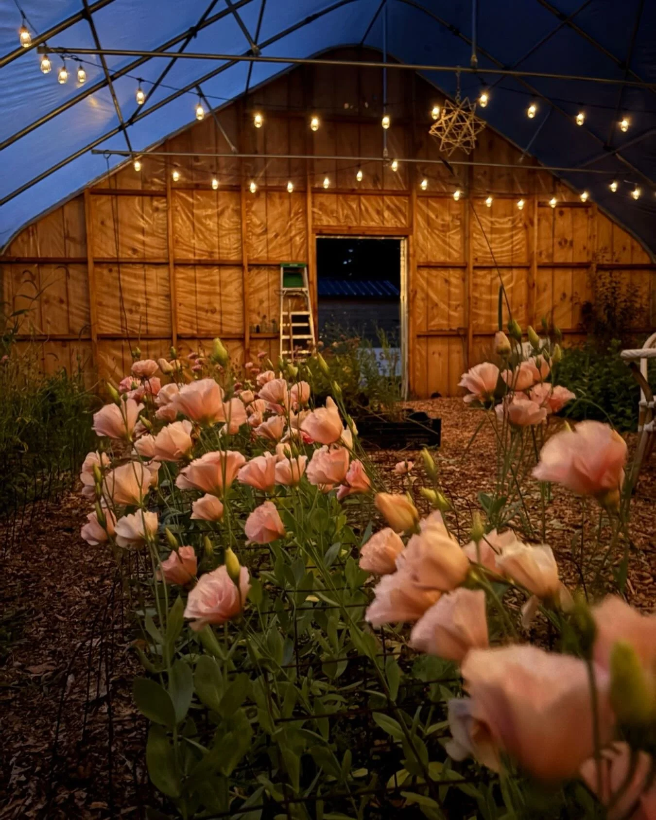 Burning the midnight oil to bring some beautiful&nbsp;flowers tomorrow to the Natick Farmers Market 9am-1pm