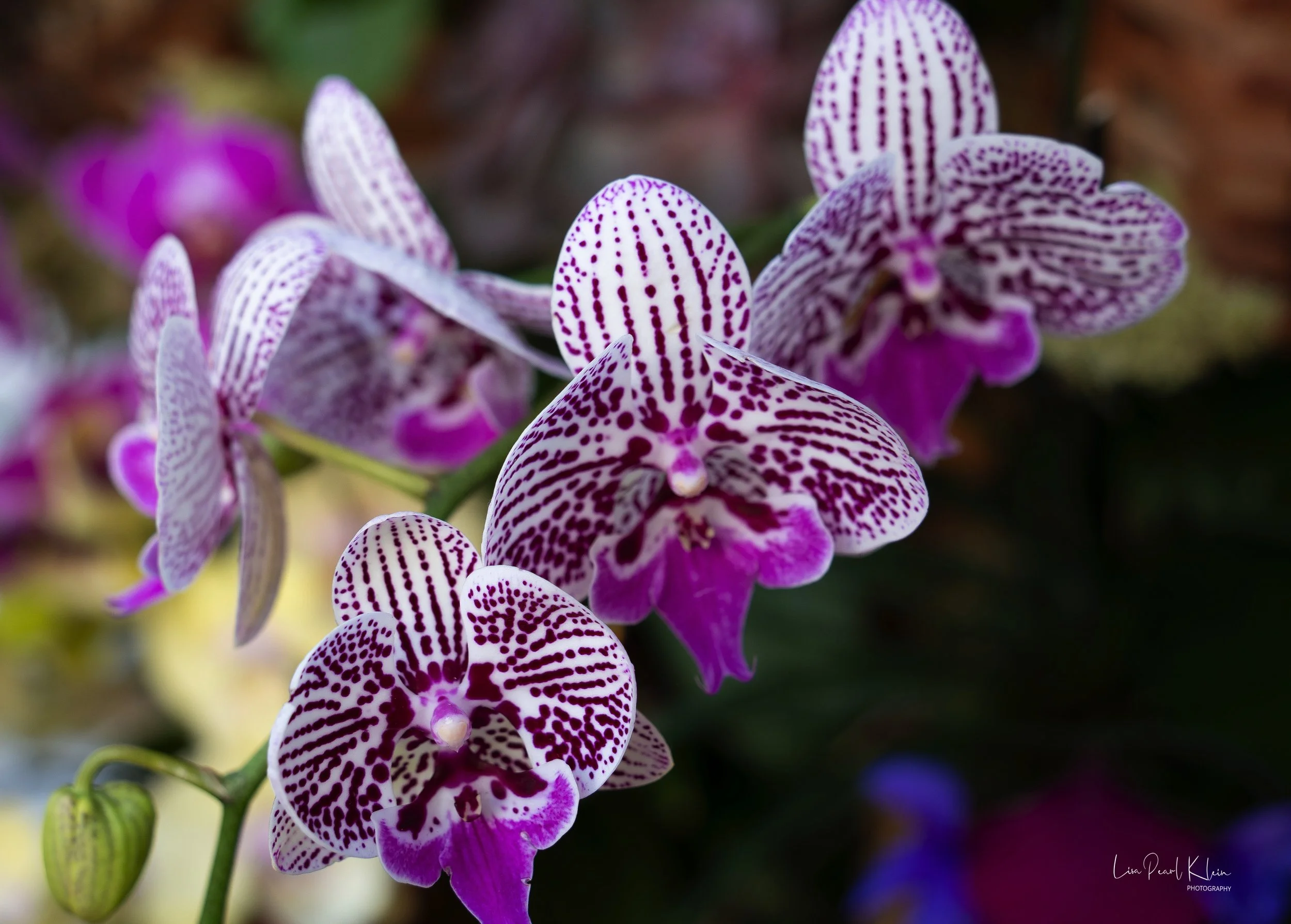 Orchid on Worth Avenue