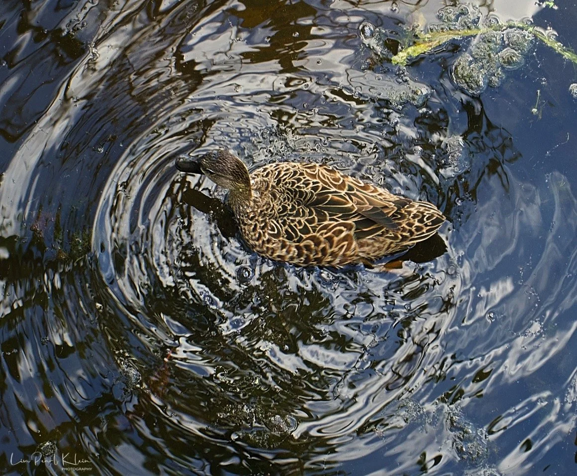 Whirlpool Duck